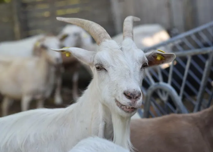 La Taverna Camping Fontanelice