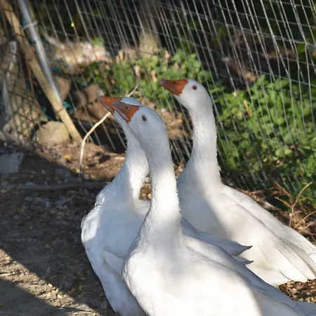 La Taverna キャンプ場