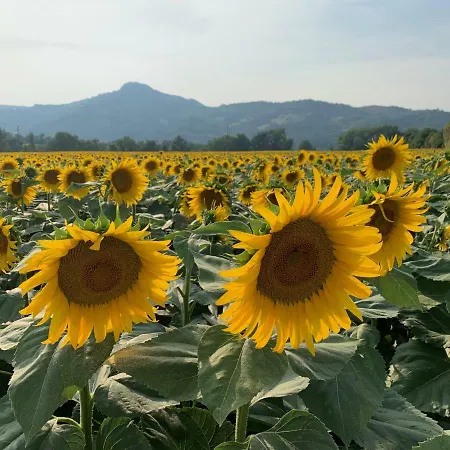 La Taverna * Fontanelice