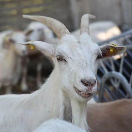 La Taverna キャンプ場 Fontanelice