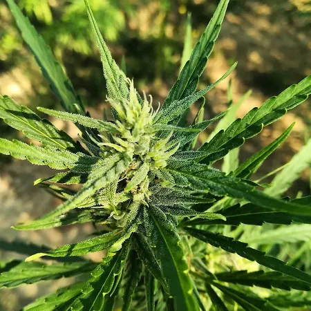 La Taverna キャンプ場