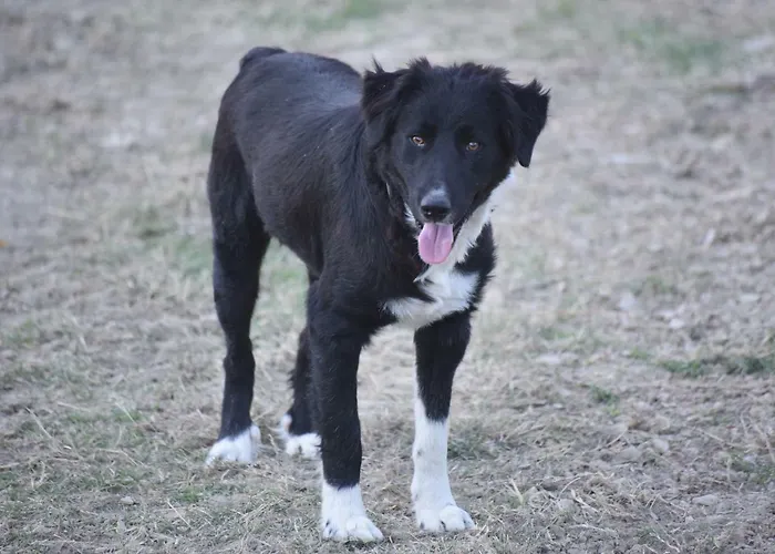 Кемпинг La Taverna *