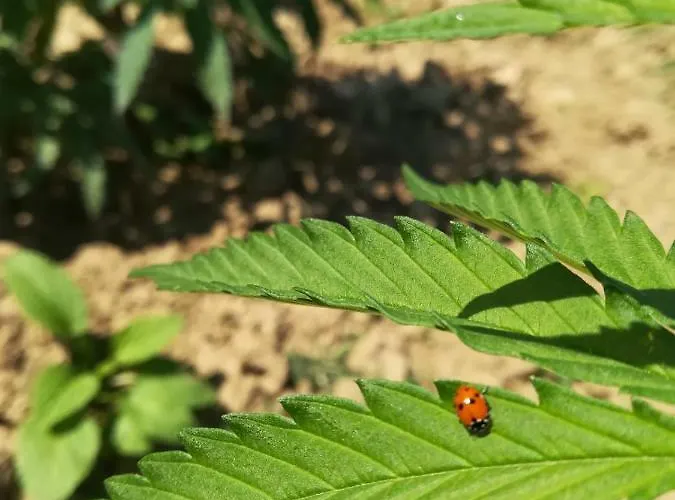 Кемпинг La Taverna Fontanelice